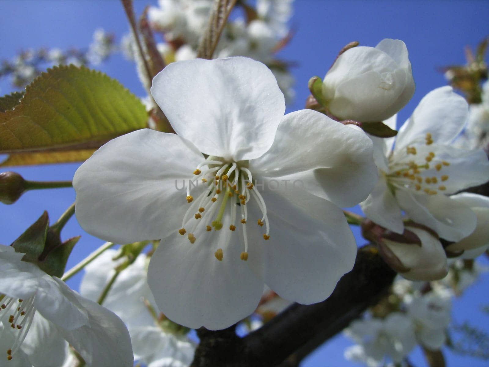 So many beautiful cherry blossoms have been shown here,but I think they are pretty and fit the season.