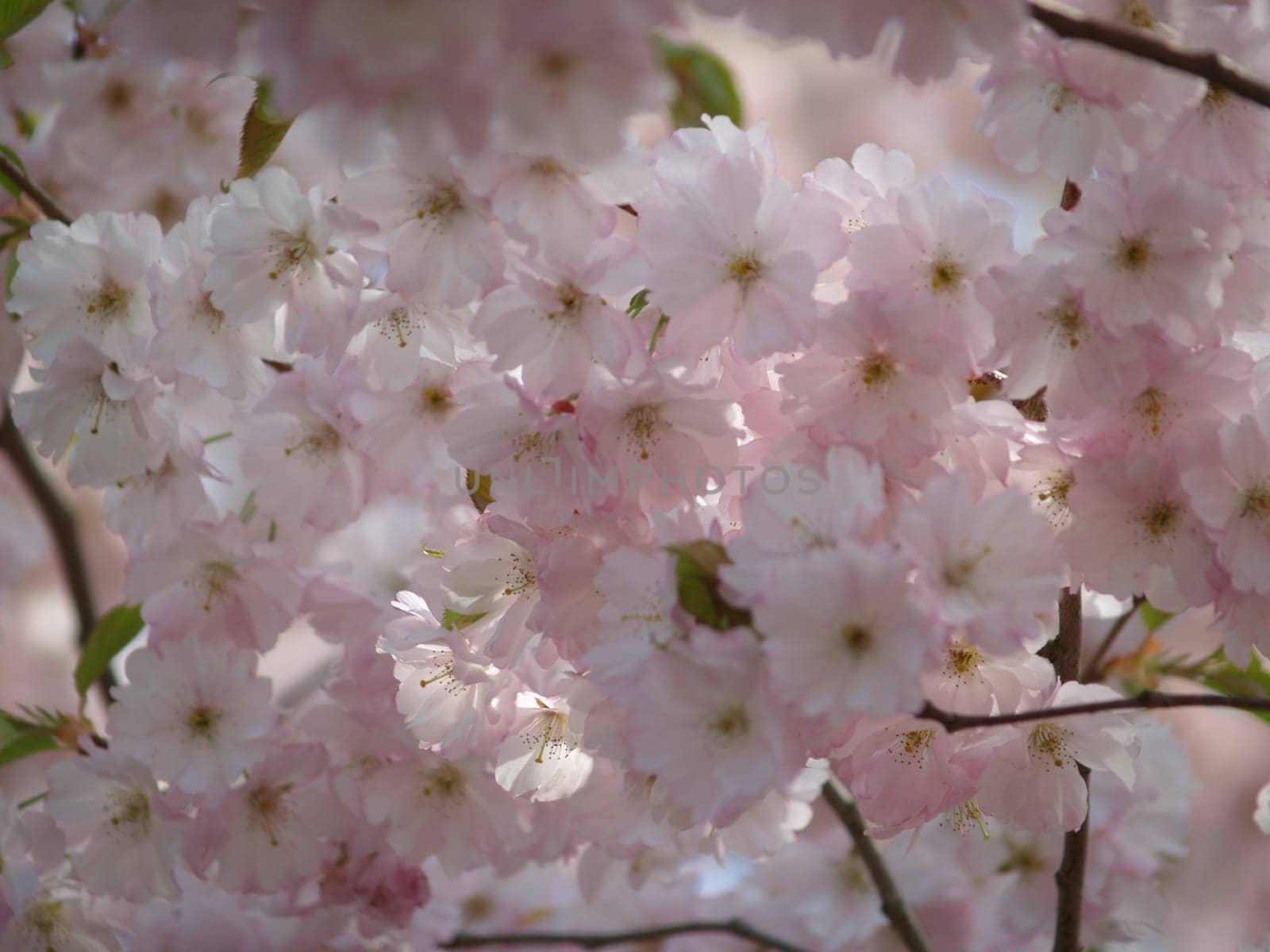 Blossoms
