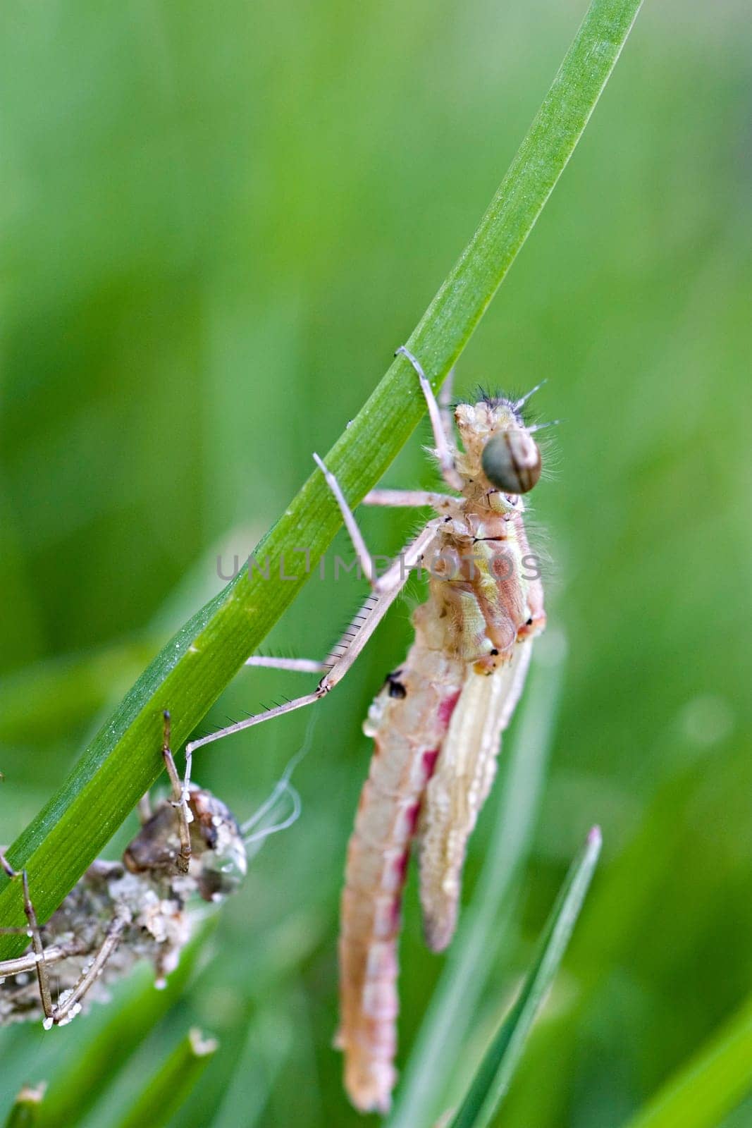 The hatched dragonfly climbs up the blade of grass.