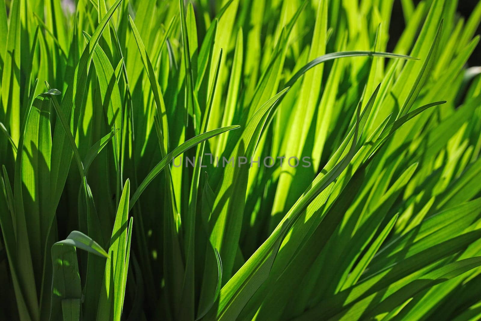 grasses