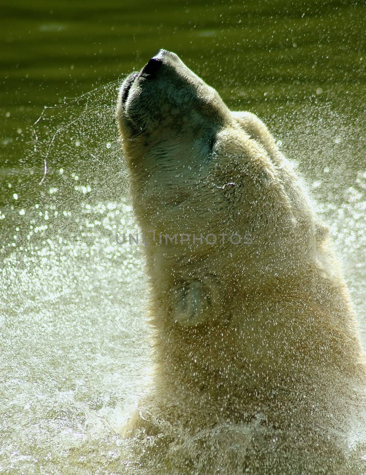 Bathing day