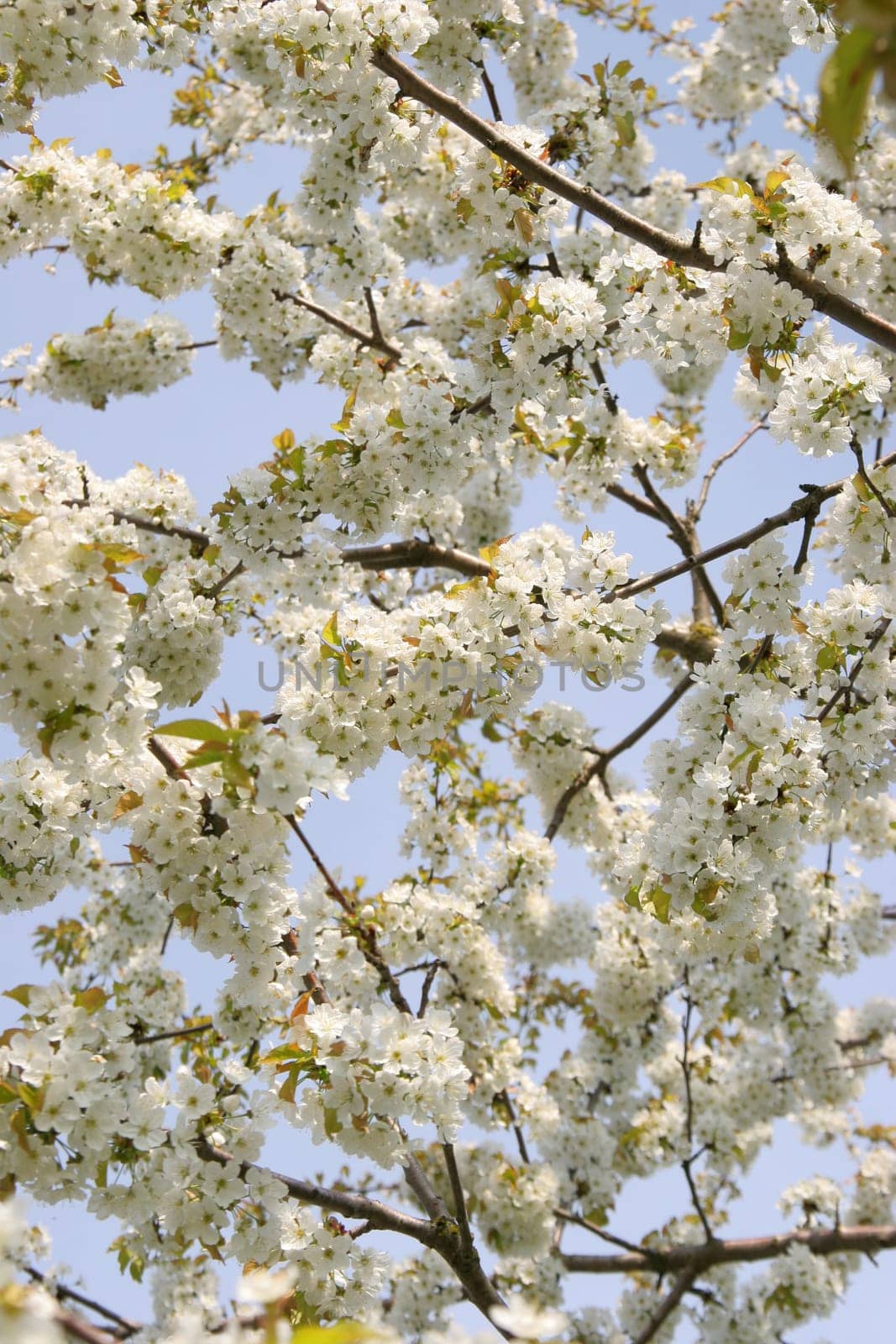 Sea of flowers