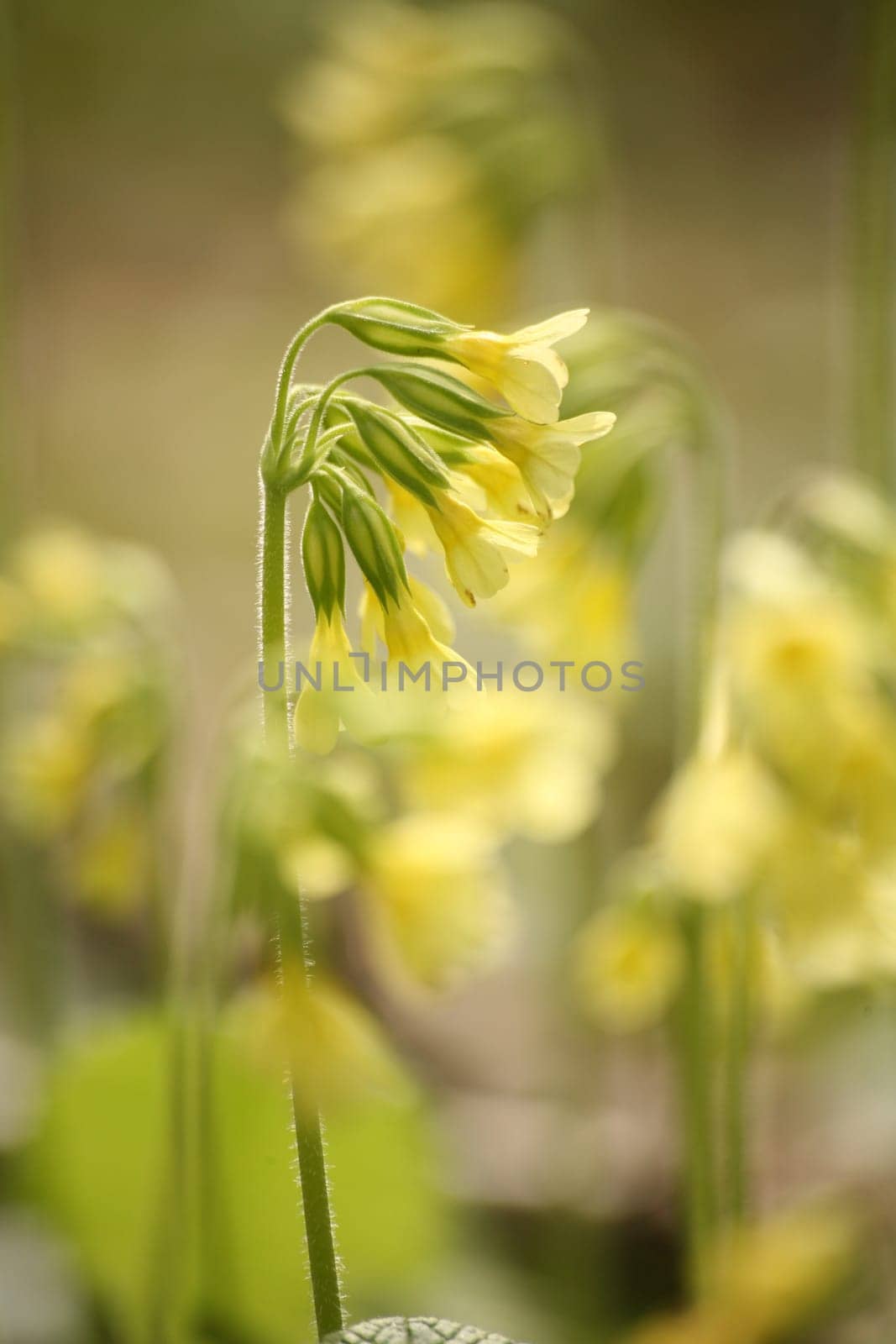 Primula veris L. syn Primula officinals L.