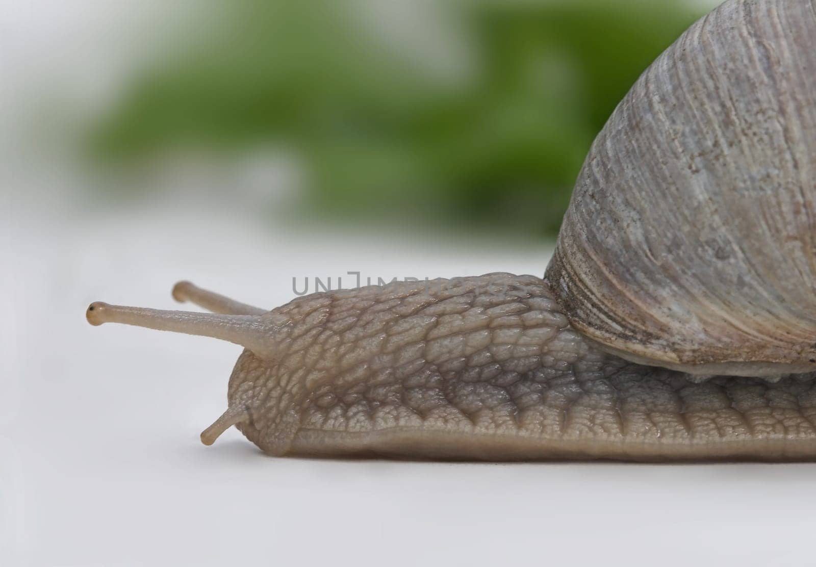 Snail