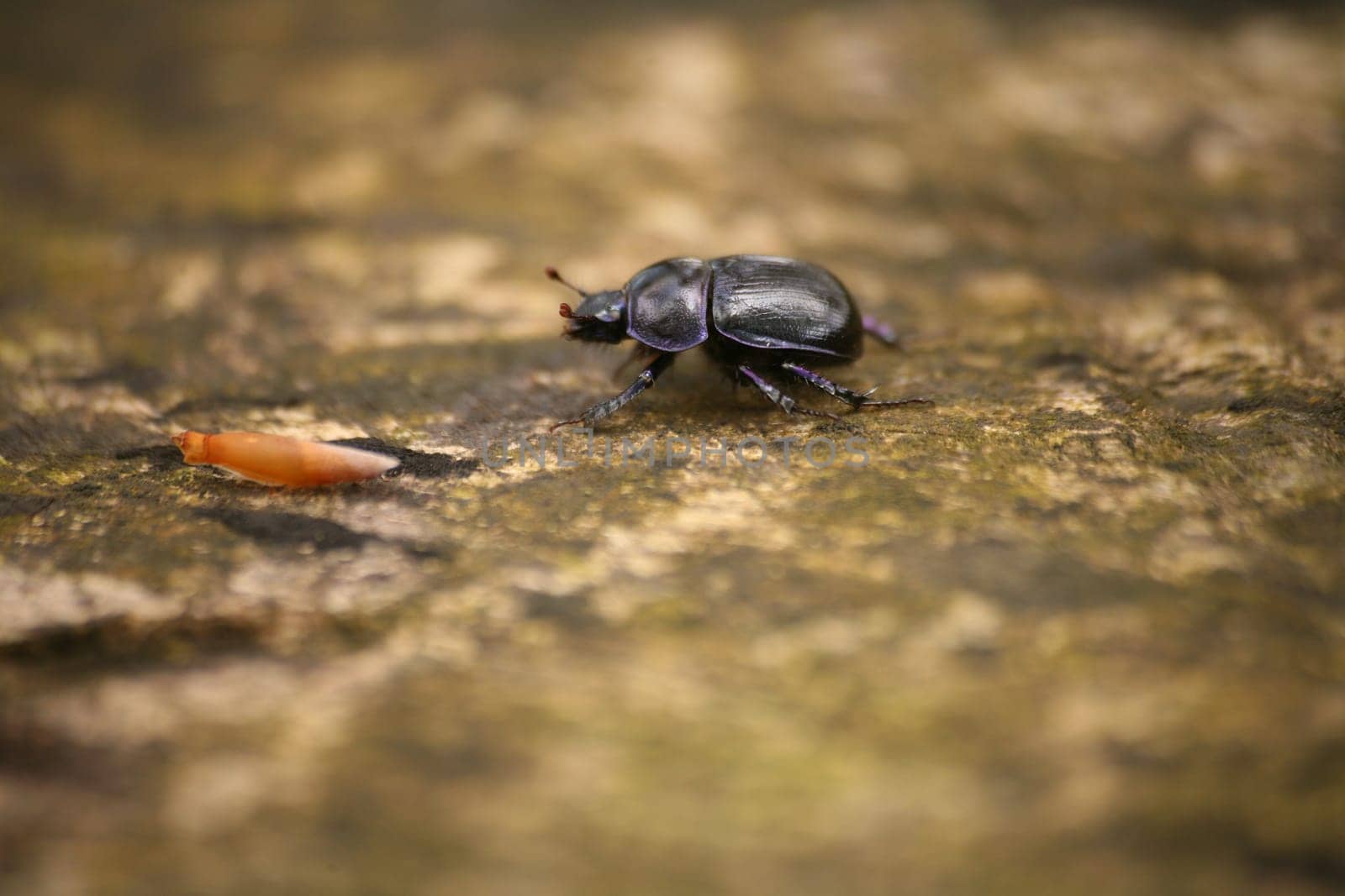 Dung beetle on a tree stump