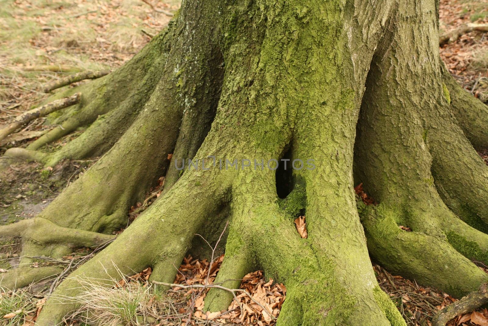 Roots of an old beech tree