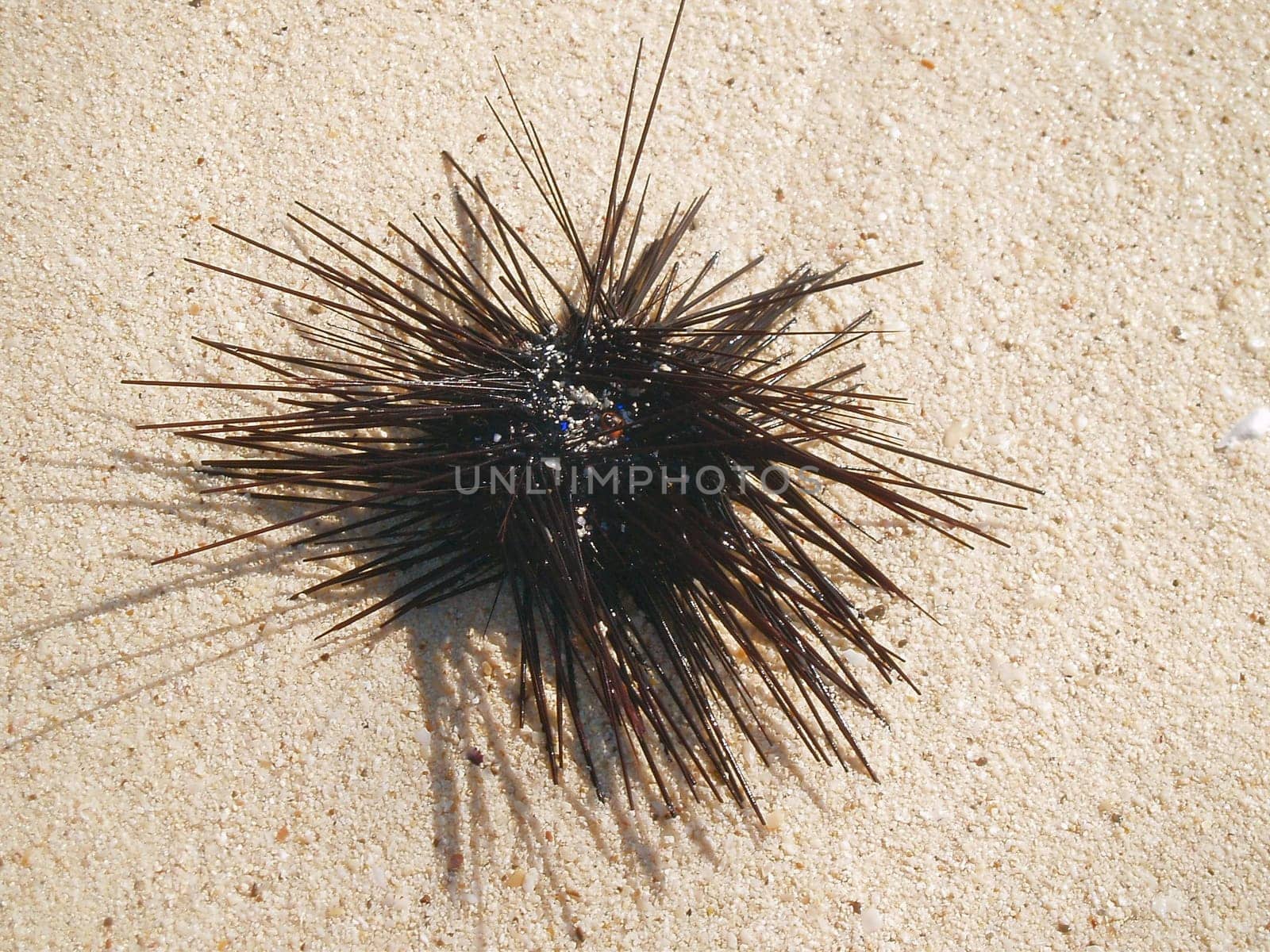 ... and I almost stepped on it...