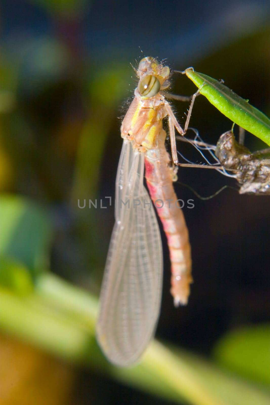 Phase 3: The dragonfly hangs on the branch to dry and spreads its wings and body.