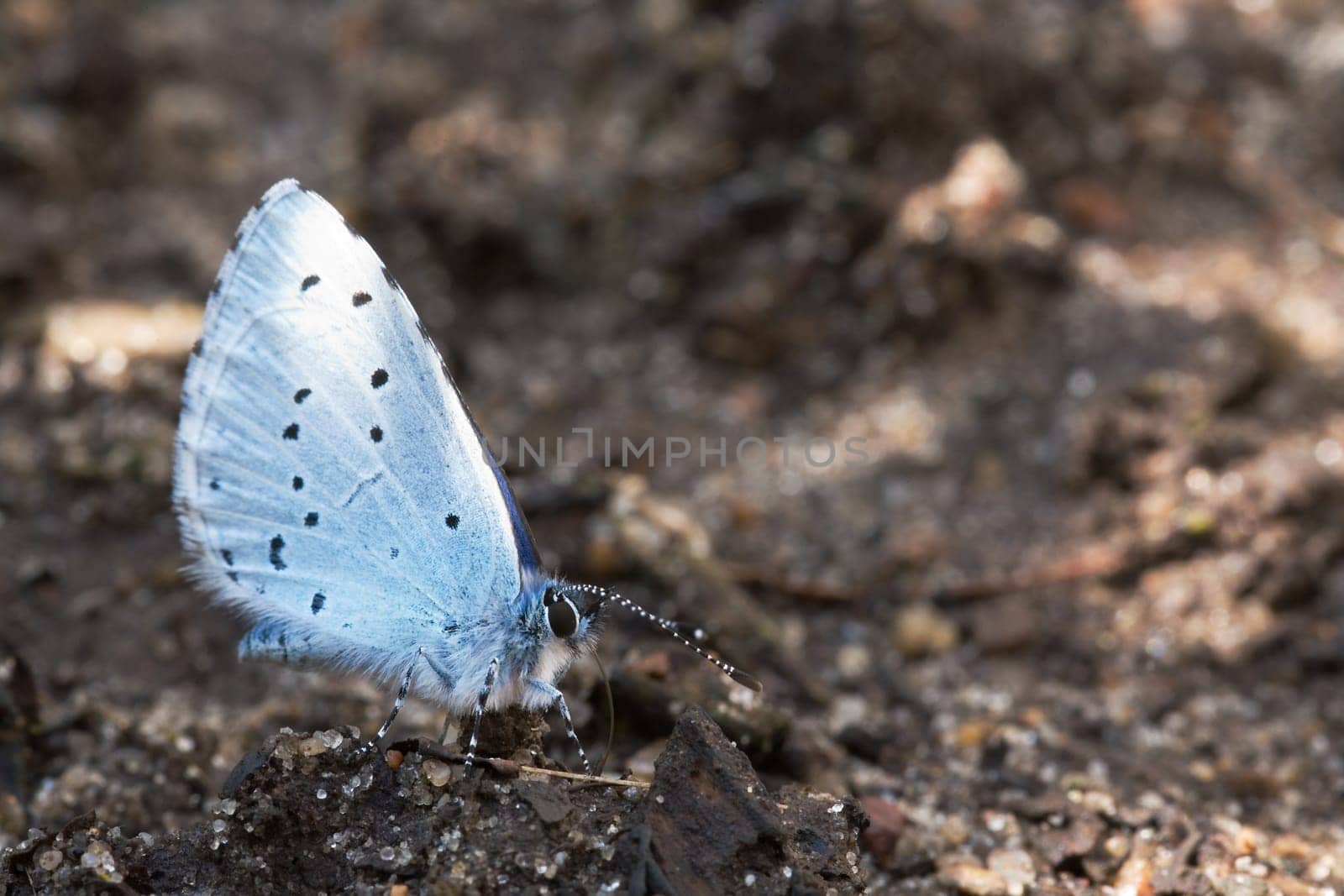 bluish butterfly