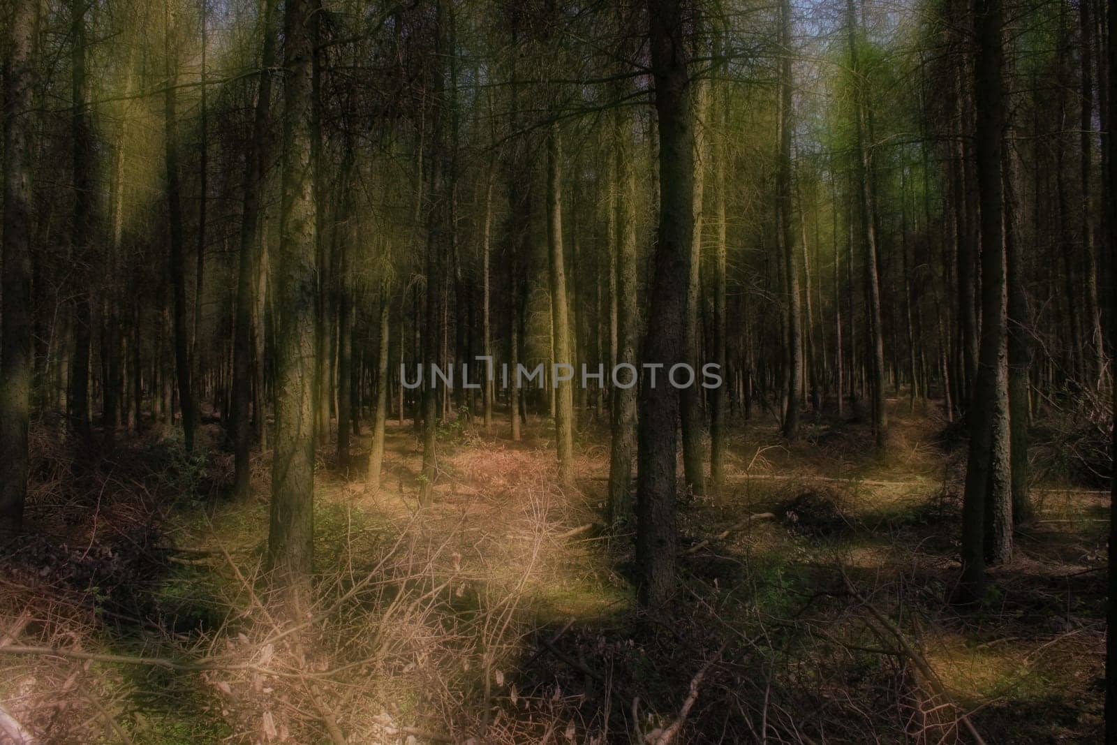 Ghost Forest