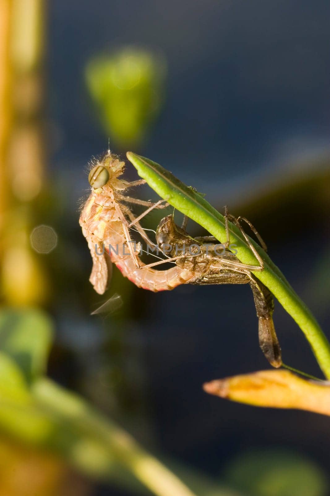 Phase 2: The dragonfly strips off the larval shell.