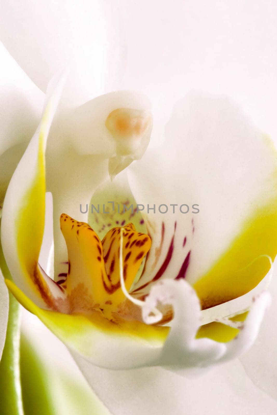 Orchid