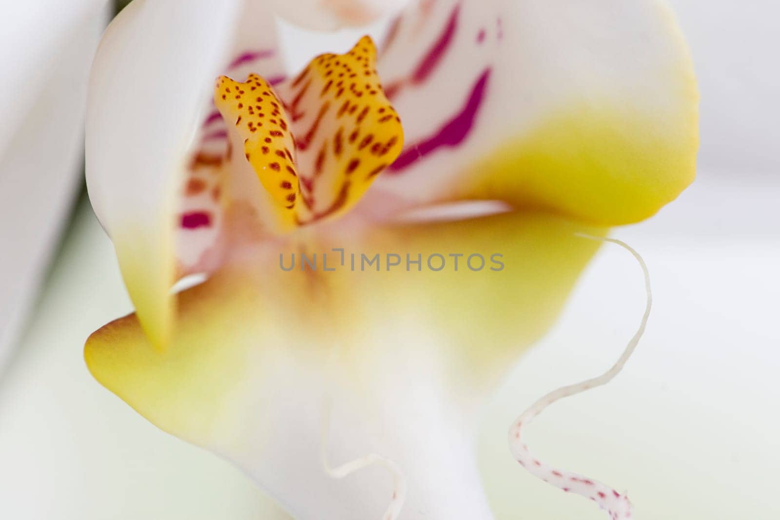 Orchid