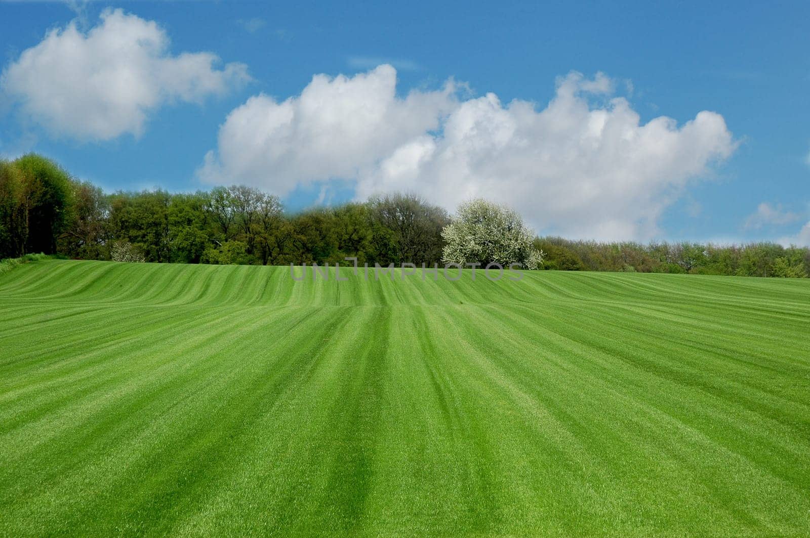 Ready-made turf