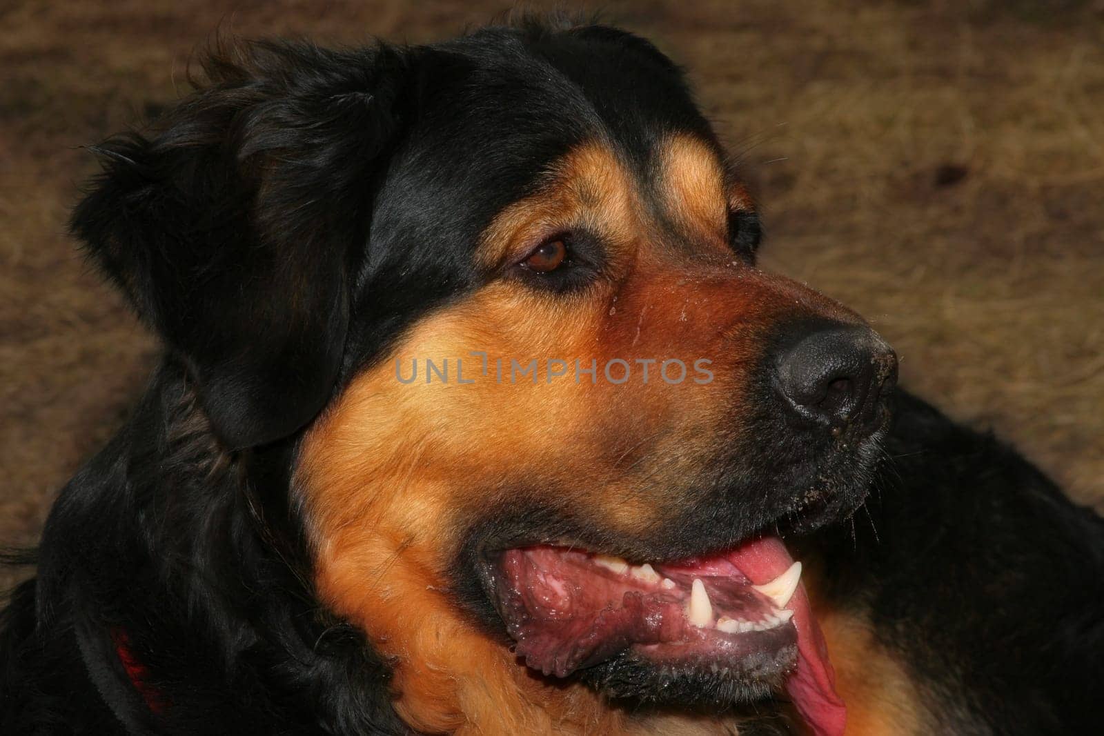 Dog Portrait