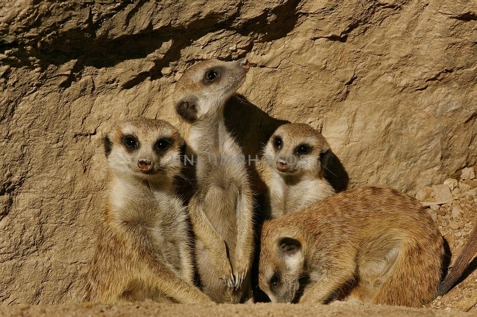 The Erdmann family
