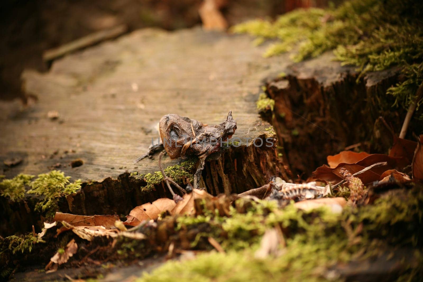 Remains of a frog that was probably killed by a grey heron