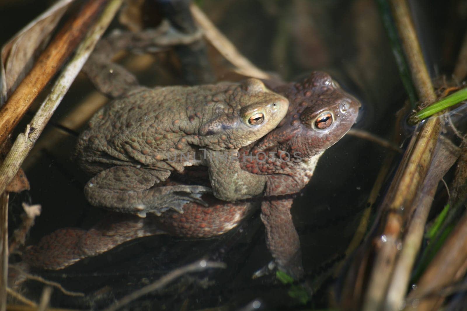 Pair of common toads in the water