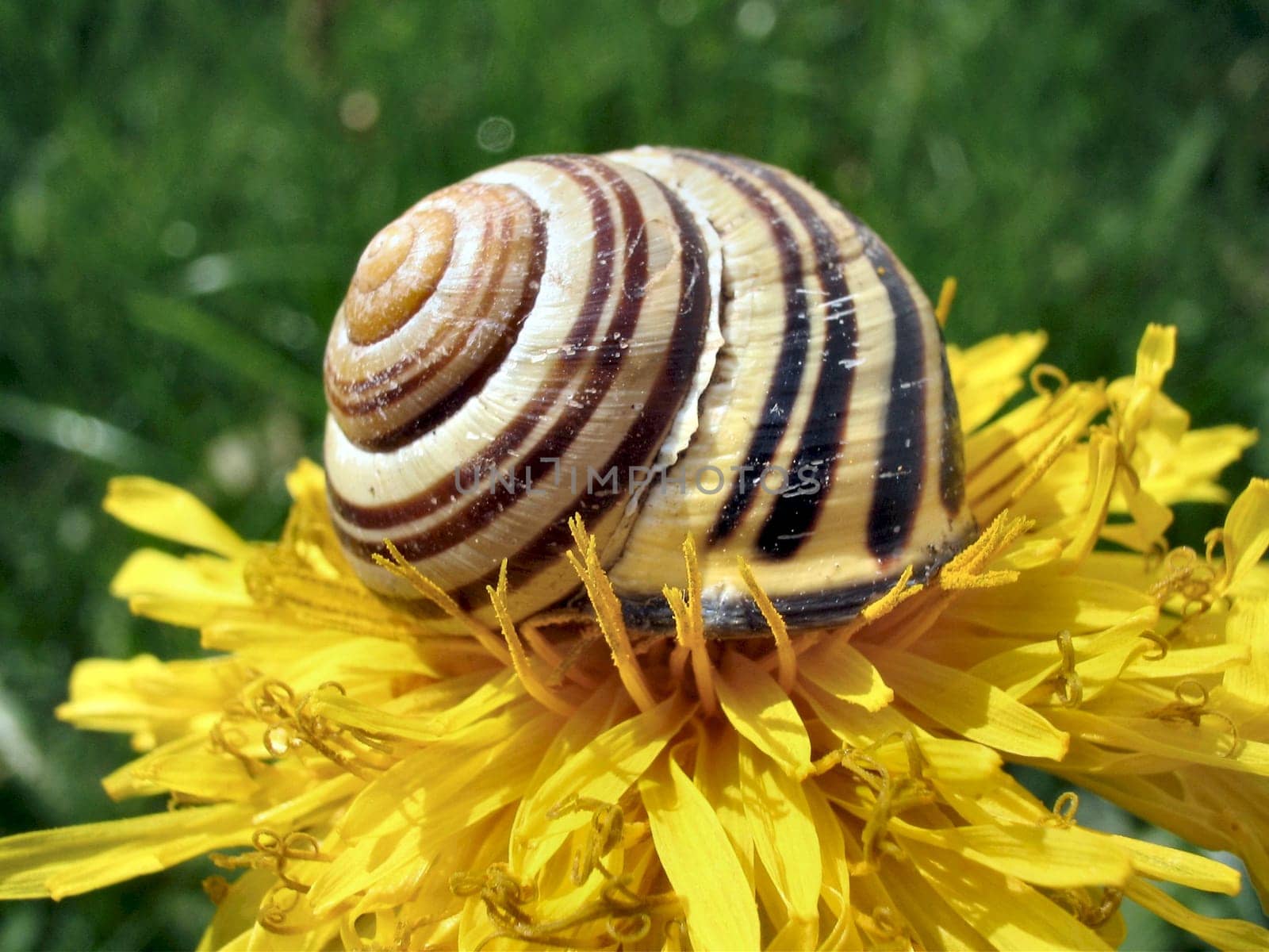 bedded on pollen