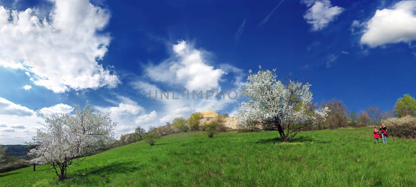 Spring meadow