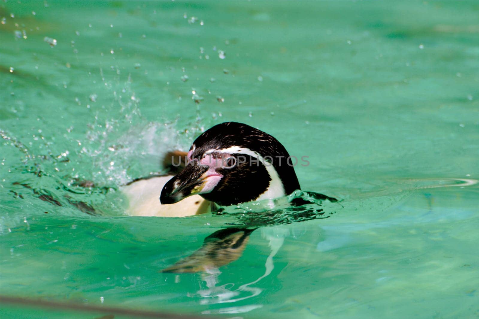 Dortmund Zoo,May 2006