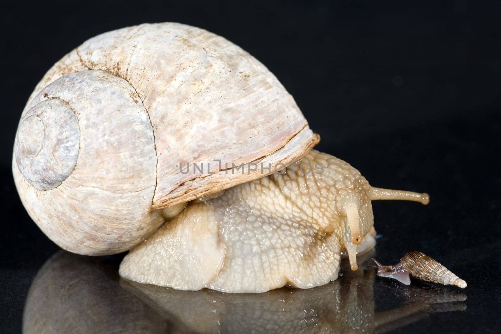 snails