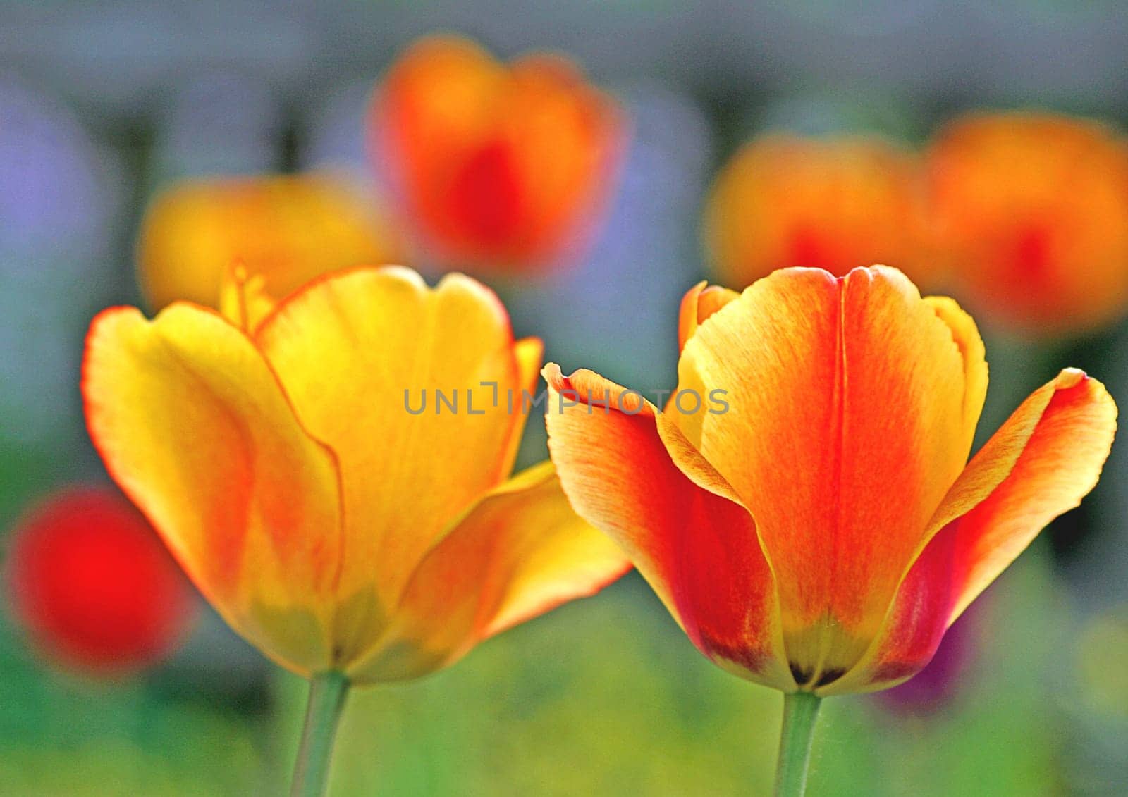 Tulips