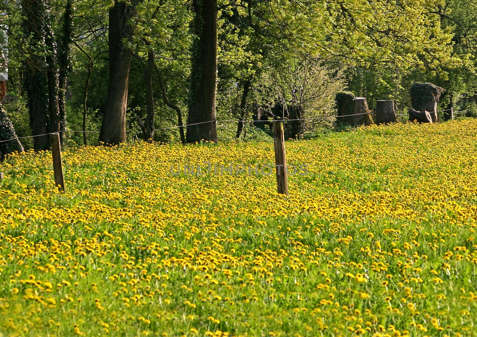 Dandelion meadow