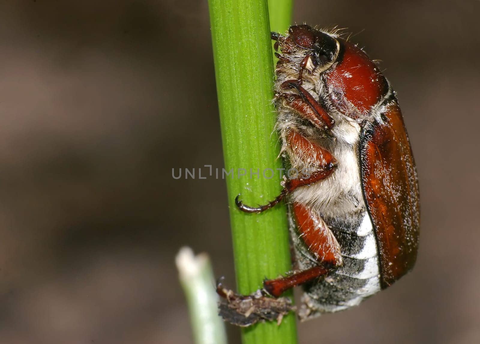 Feeding beetles in the merry month