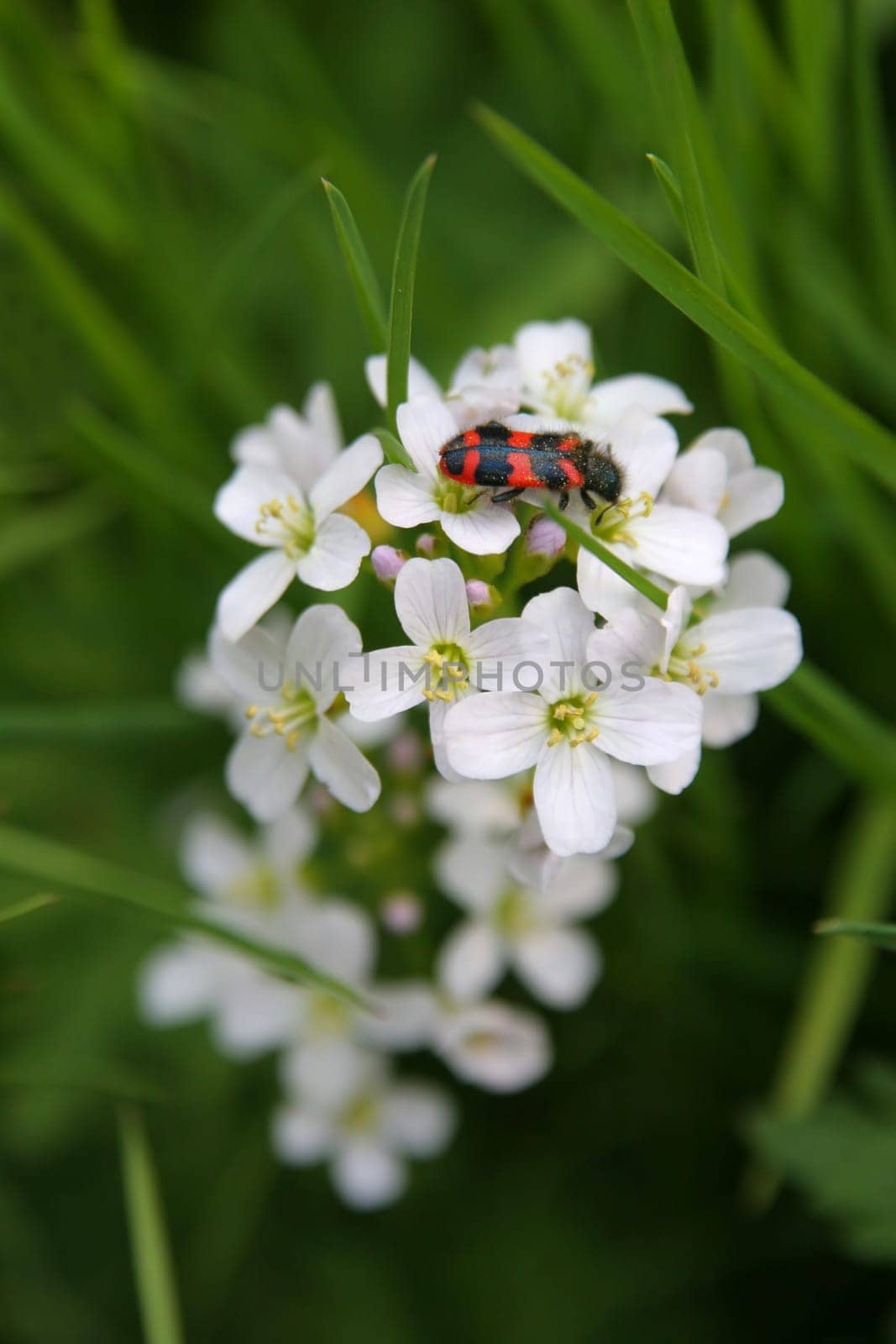 I don't know what kind of plant it is,nor what the beetle is called! I hope you could help me?