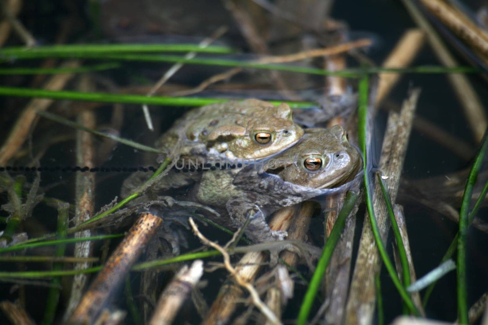 Common toads mating