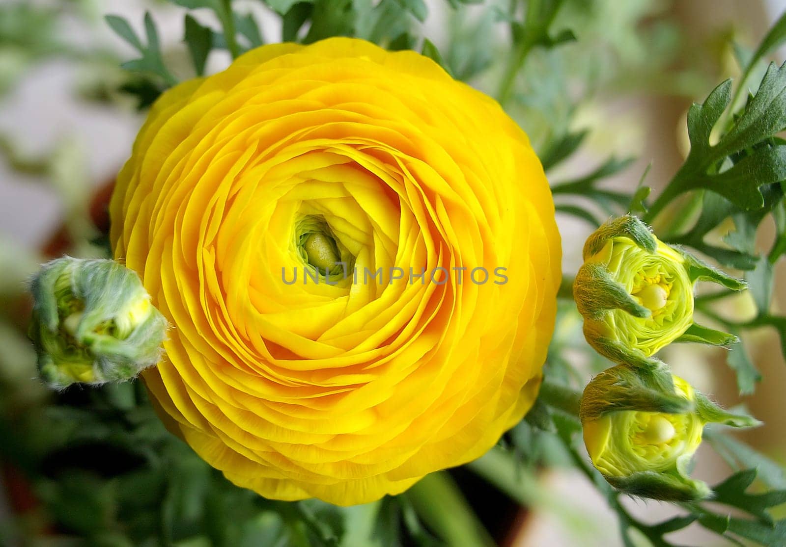 Ranunculus