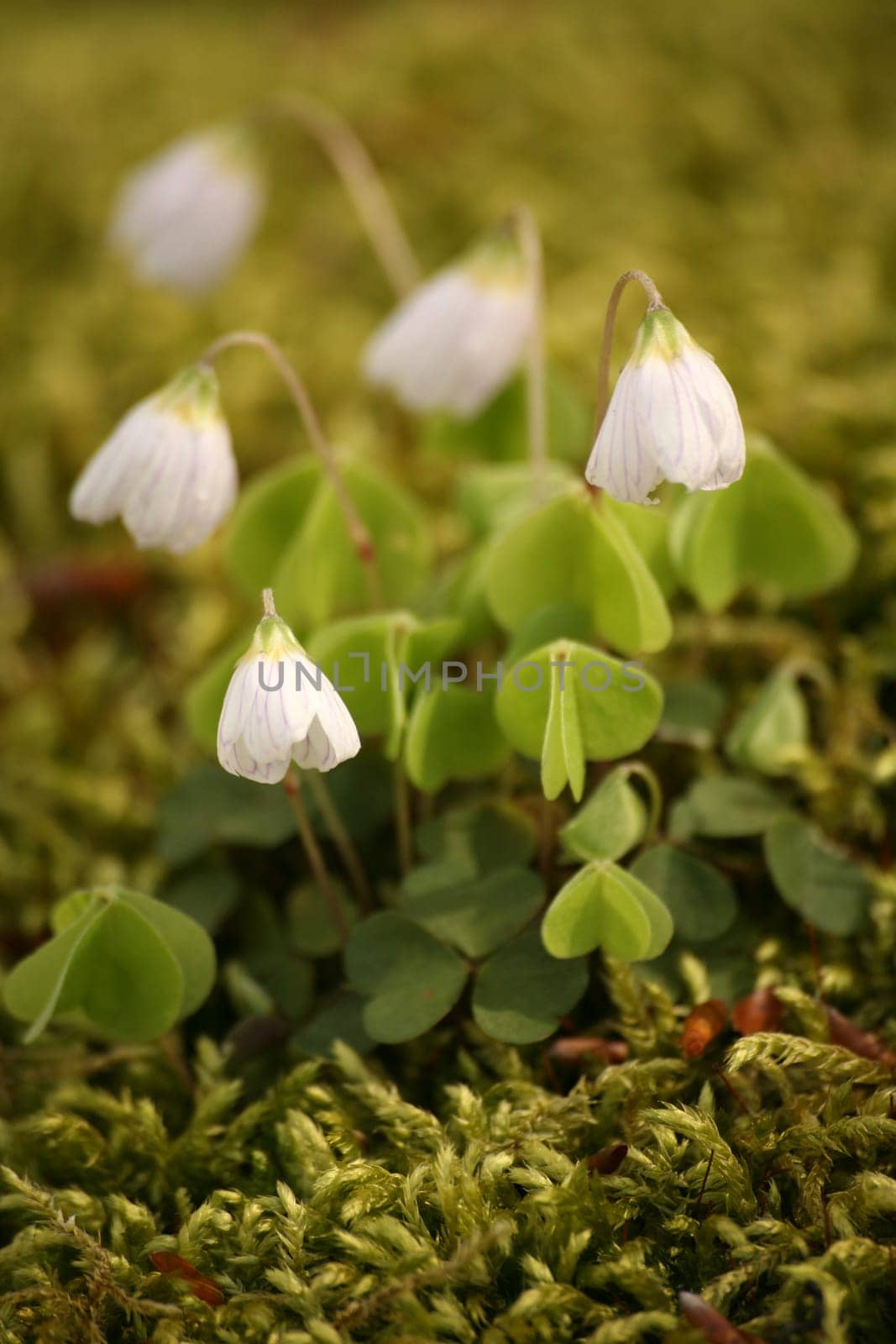 Oxalis Acetosella on a moss cushion
