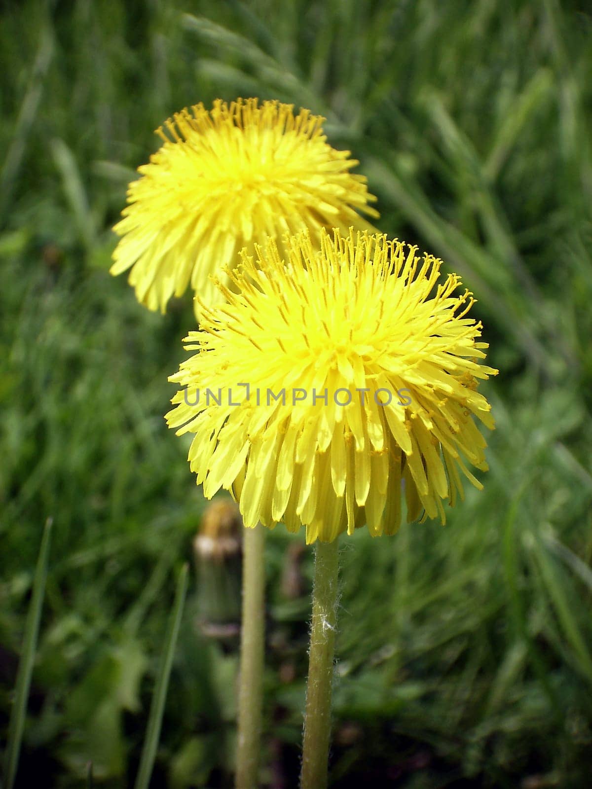 In recent days often presented here,but in the garden an unloved weed.