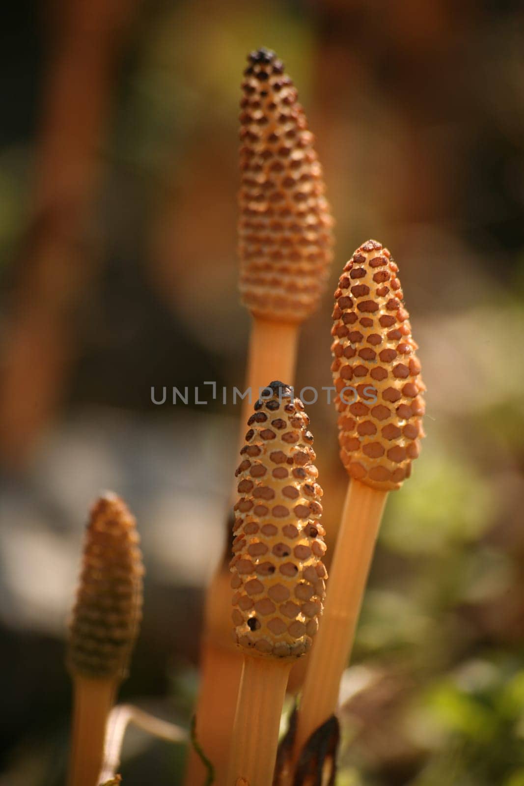 Spore ear of field horsetail