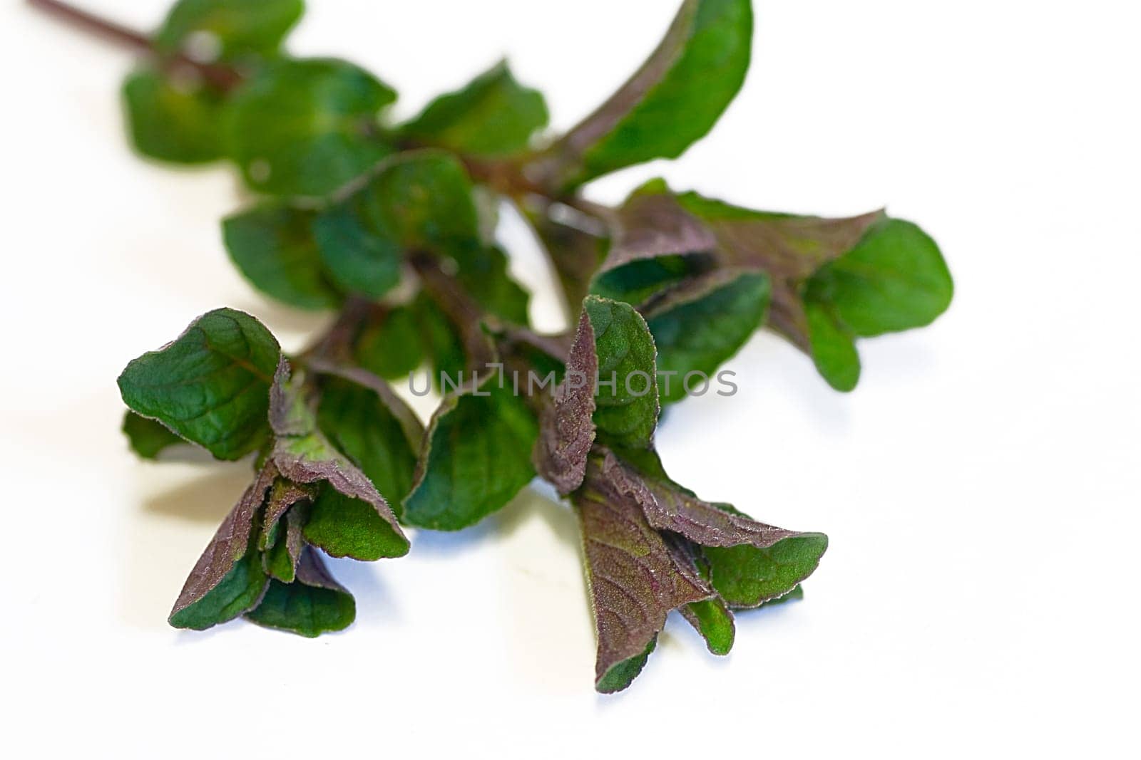 Peppermint