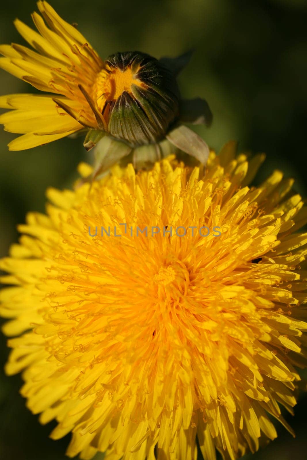 Common dandelion
