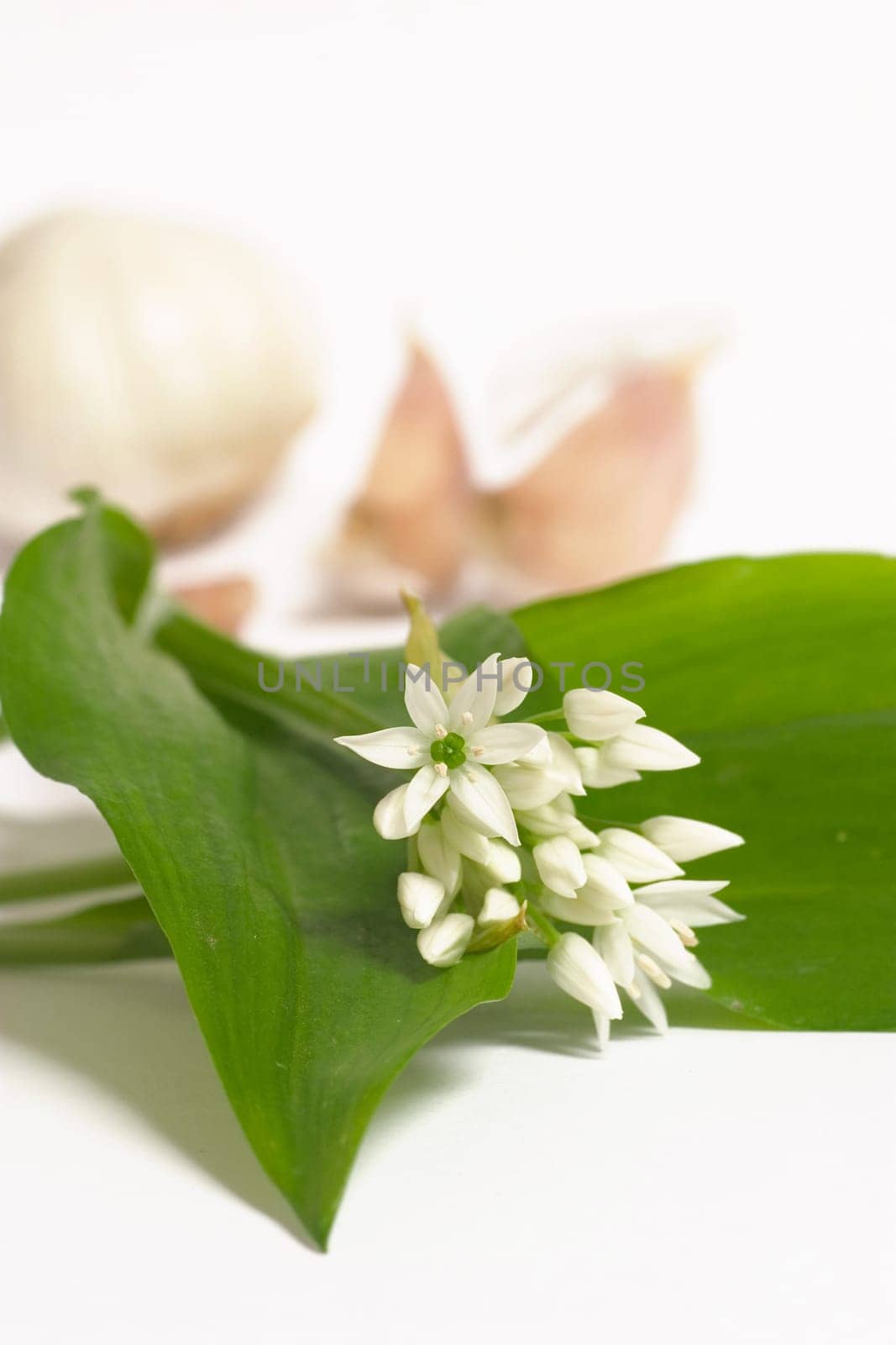 Ramsons