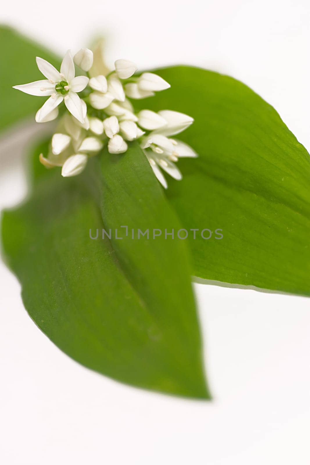 Ramsons
