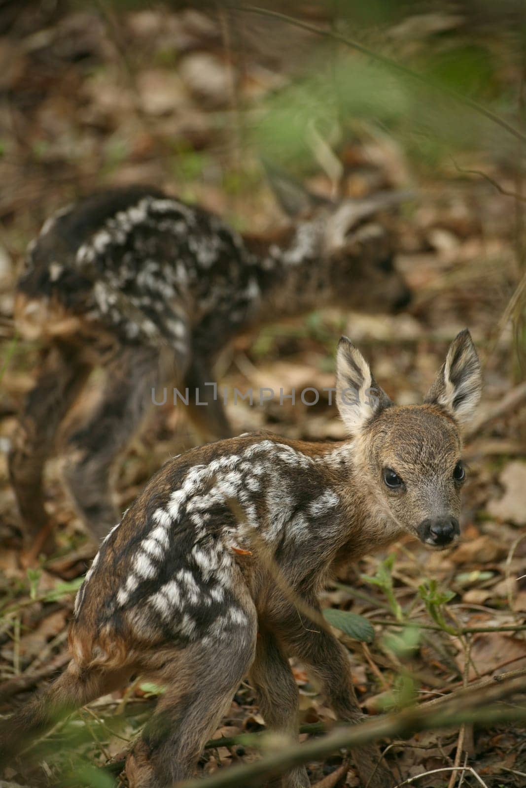 Two fawns that seem to have just been born (Wildlife - photographed in the local forest)