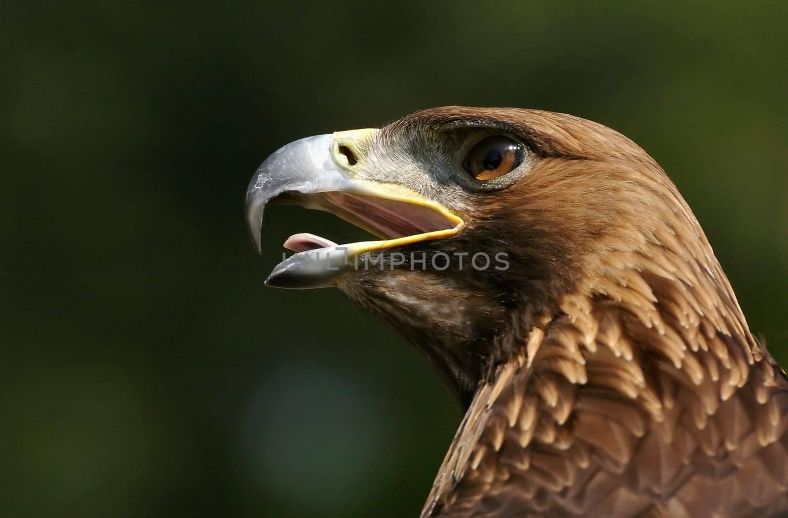 Aquila chrysaetos