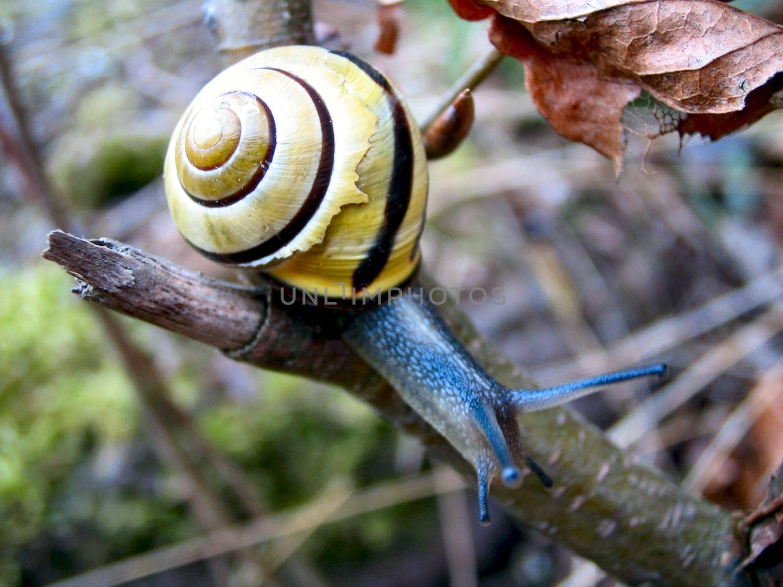 on the branch