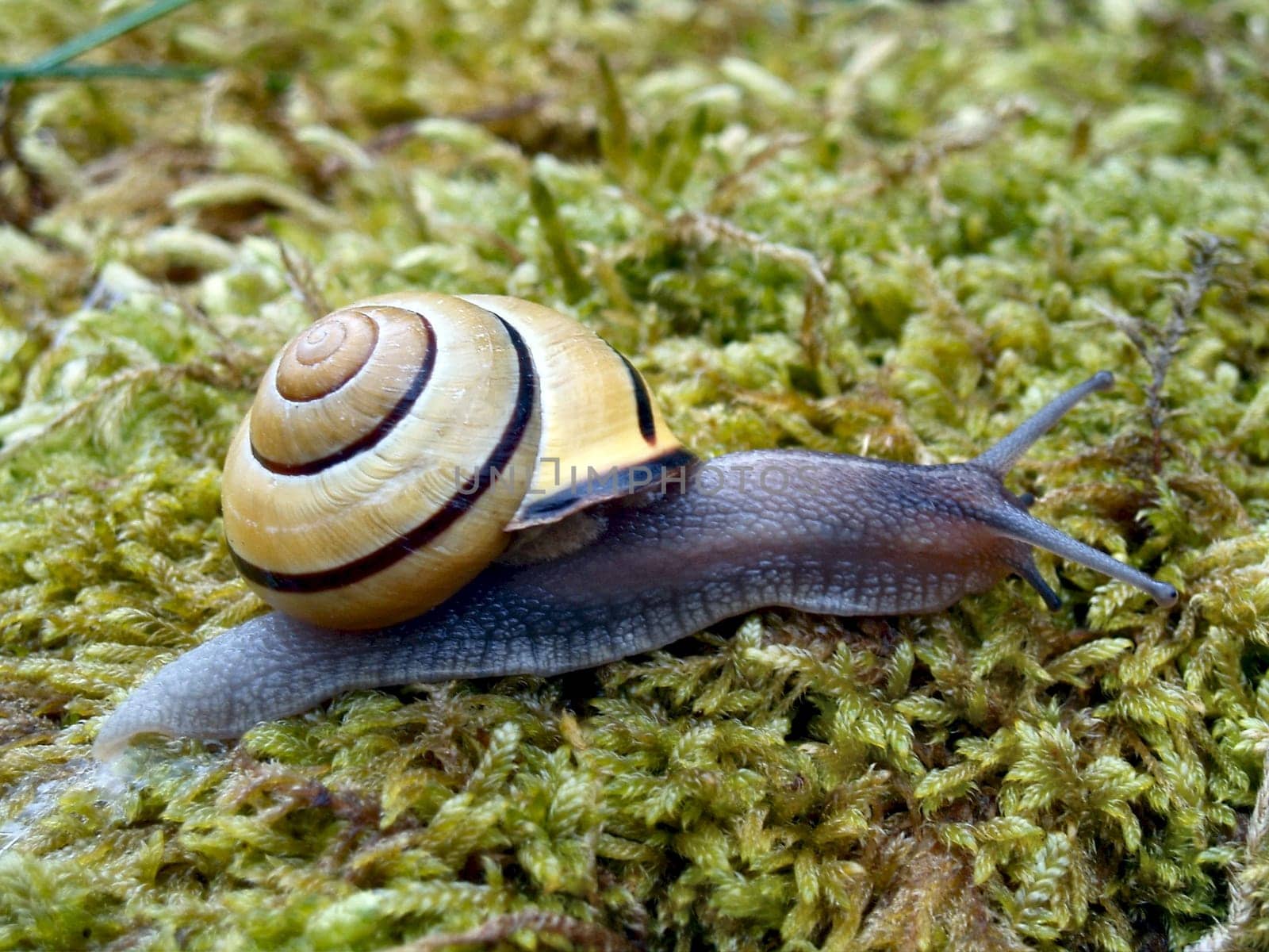 on the moss bed