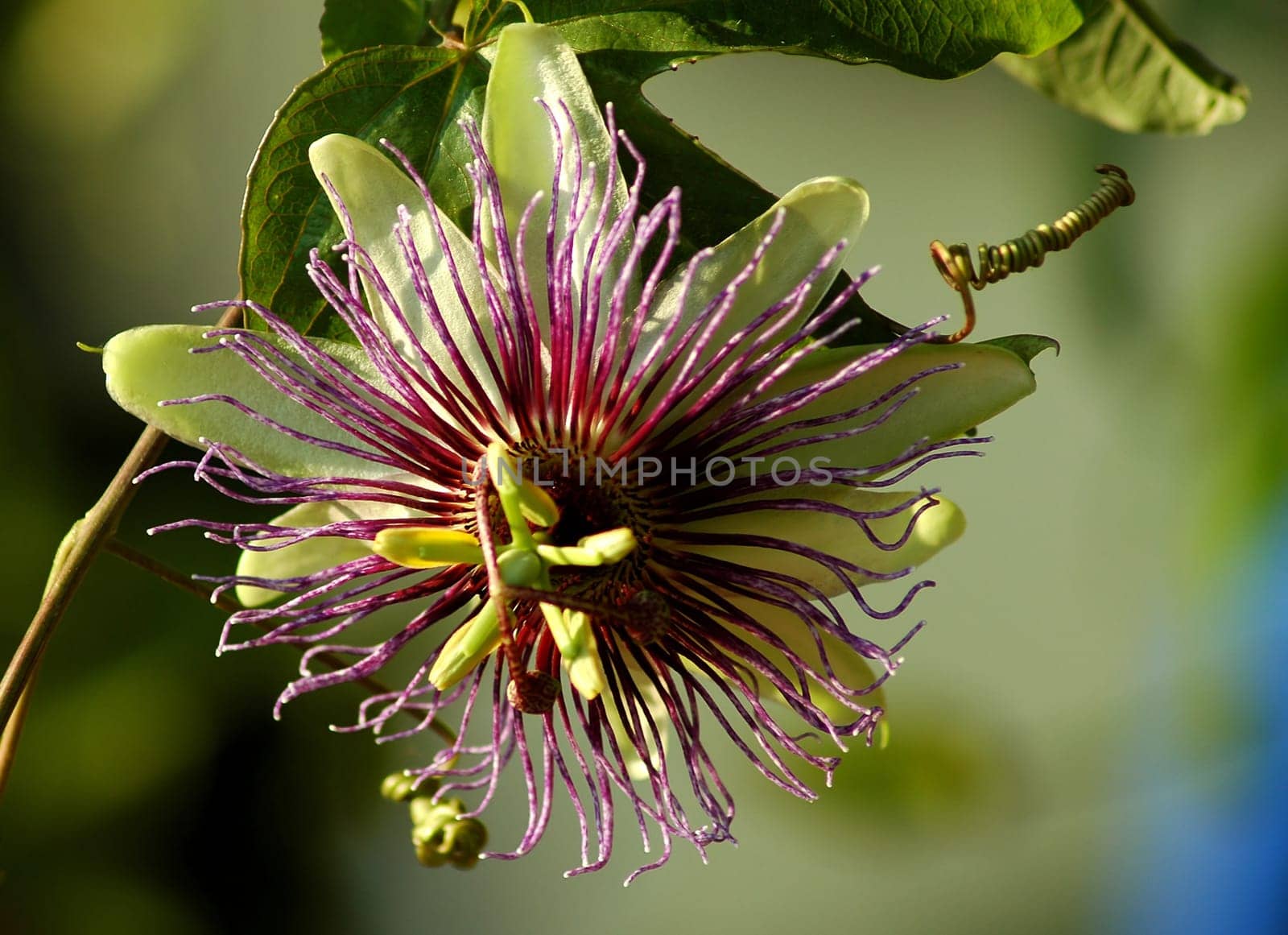 Today I finally managed to get all my passion flowers out of their winter quarters and put them on the terrace. At the moment,spring is only in top form,but it won't be long before many of the flowers of the pretty Passionsbl appear again.