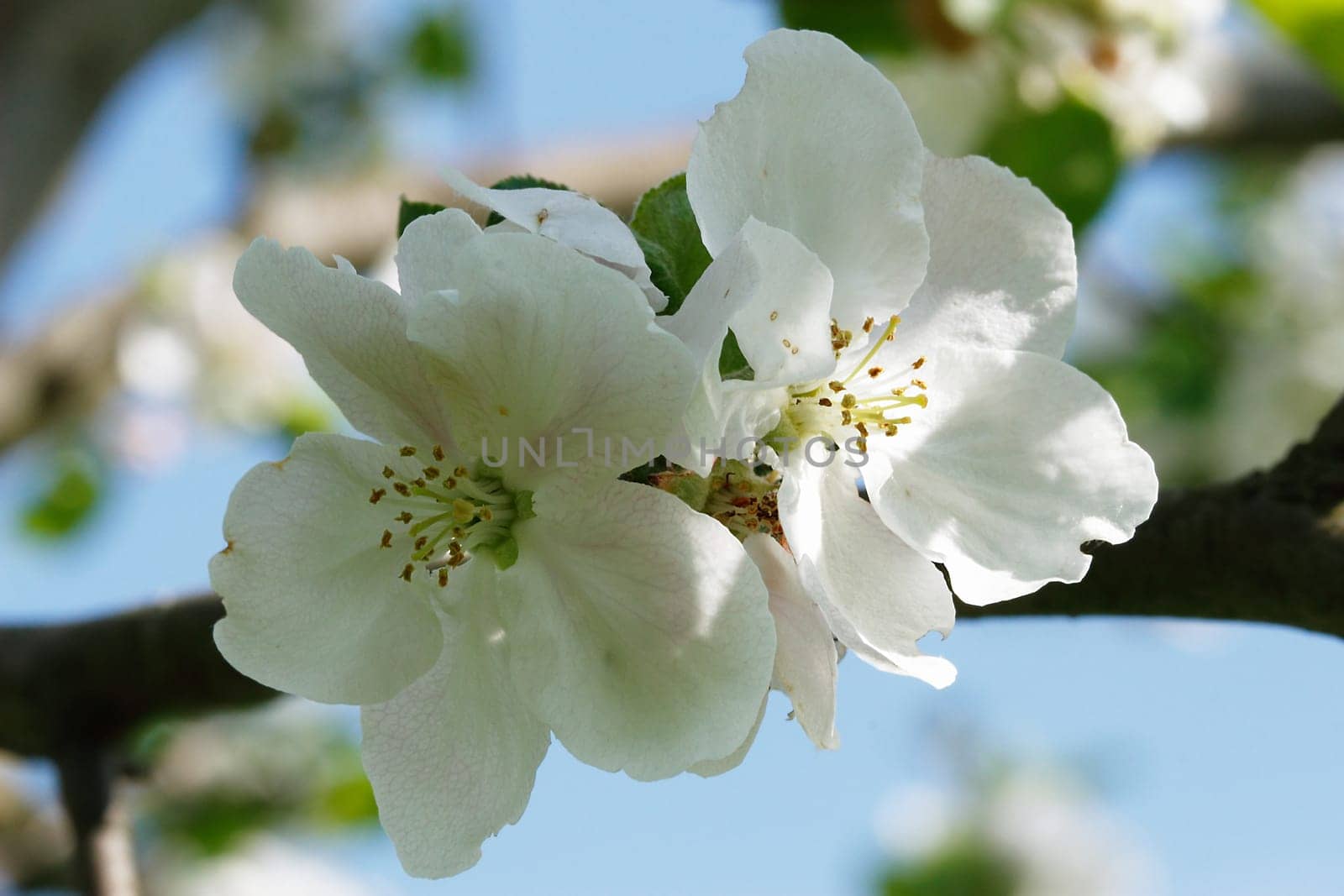 Two apple blossoms