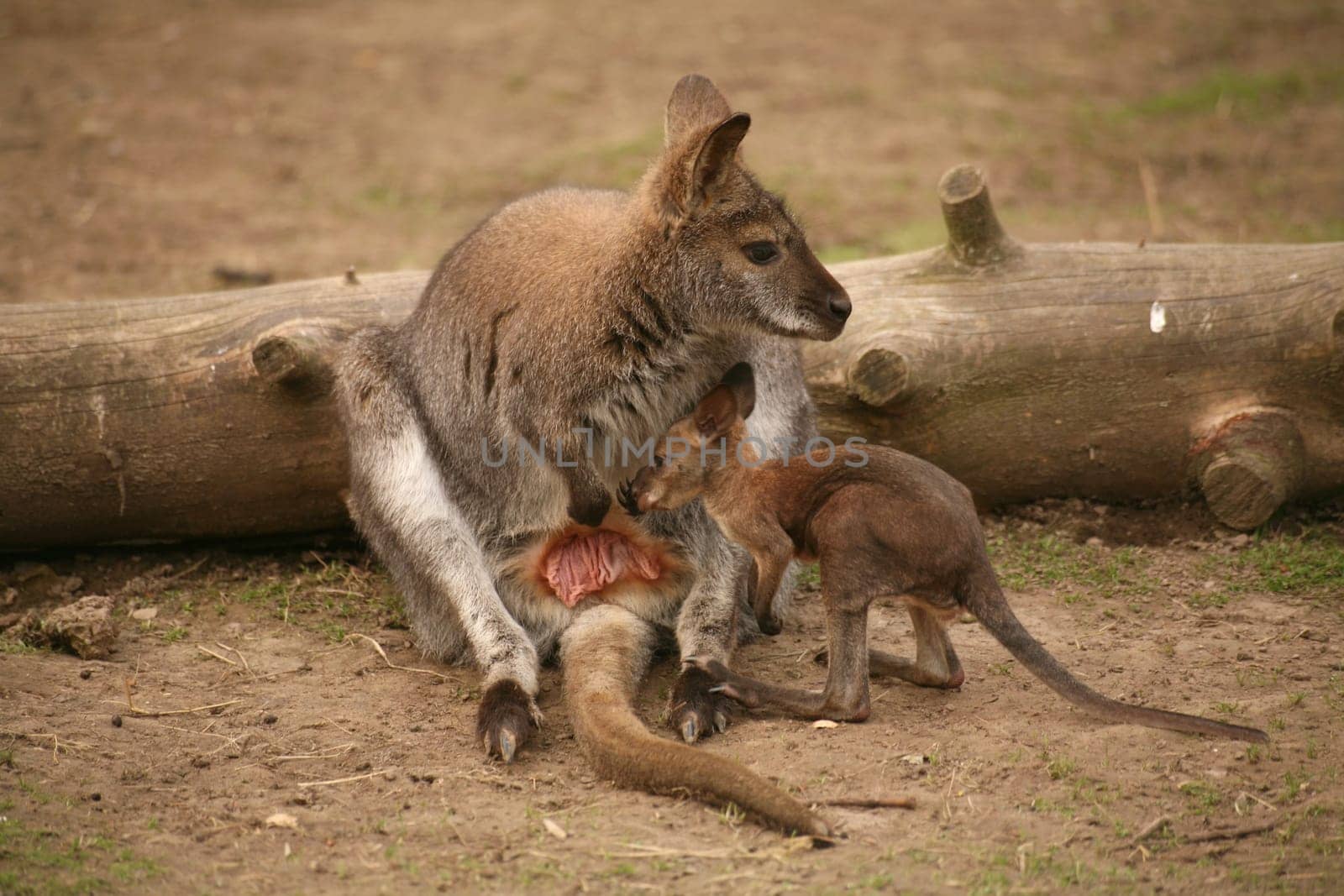 Here you can take a nice look inside a kangaroo pouch