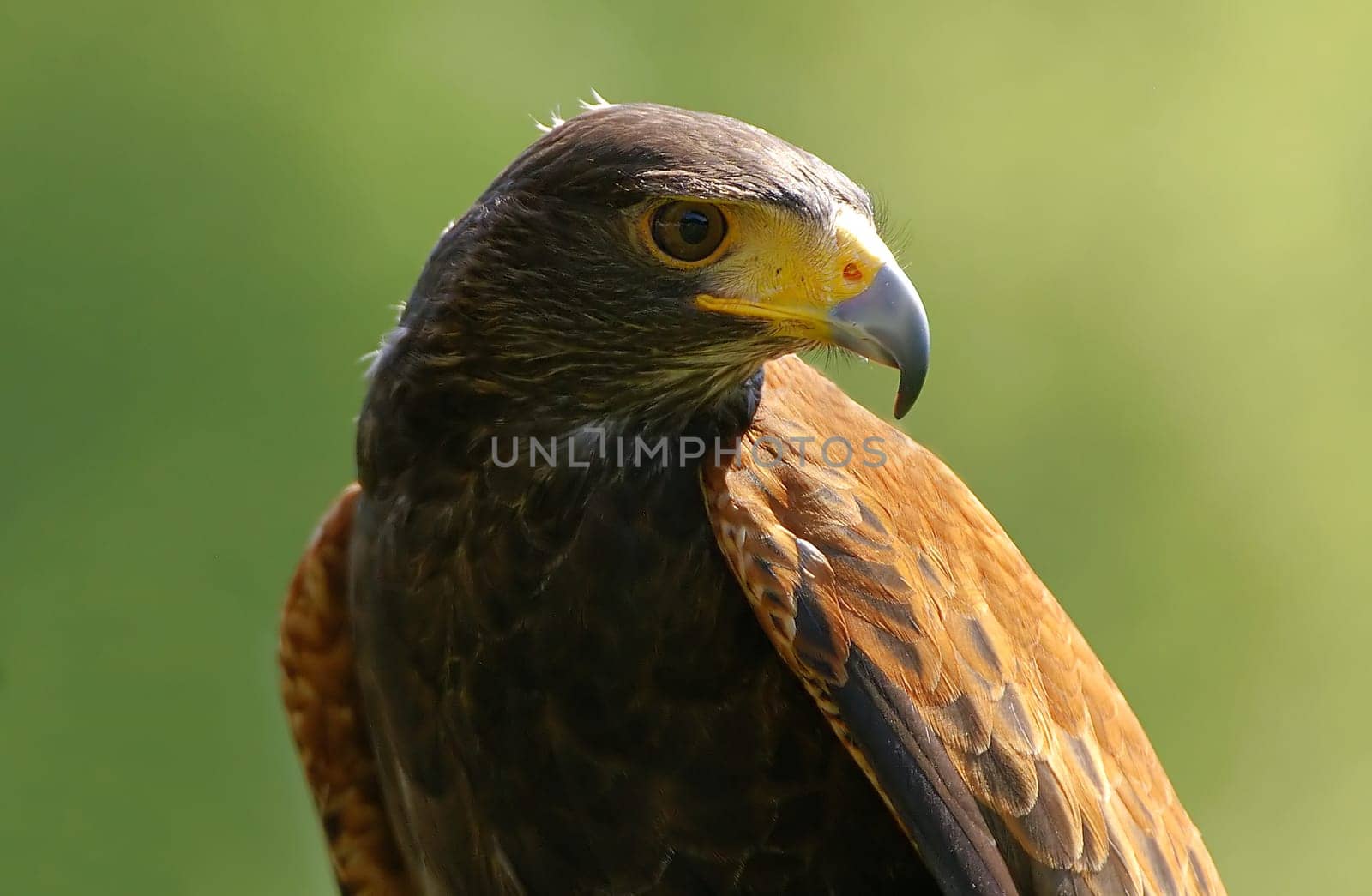 Desert Buzzard