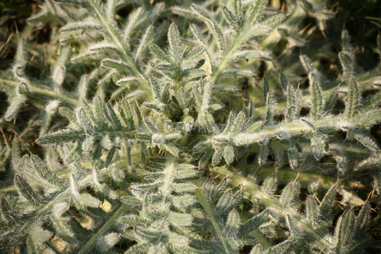 Cirsium acaule
