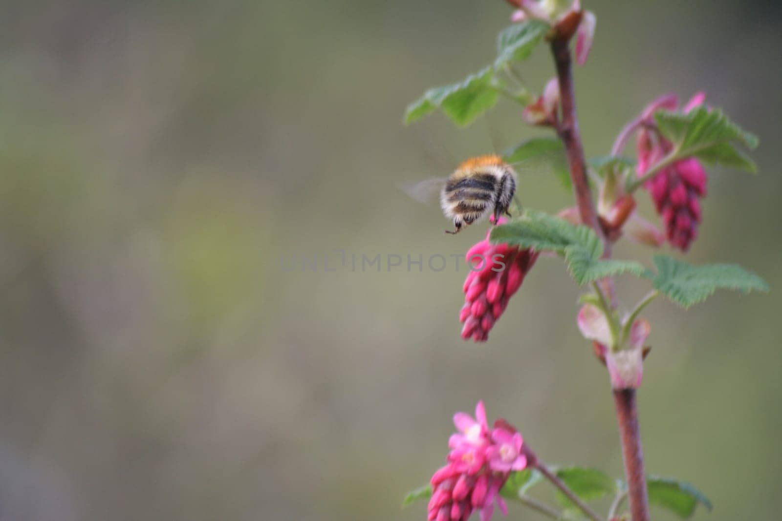 Bumblebee