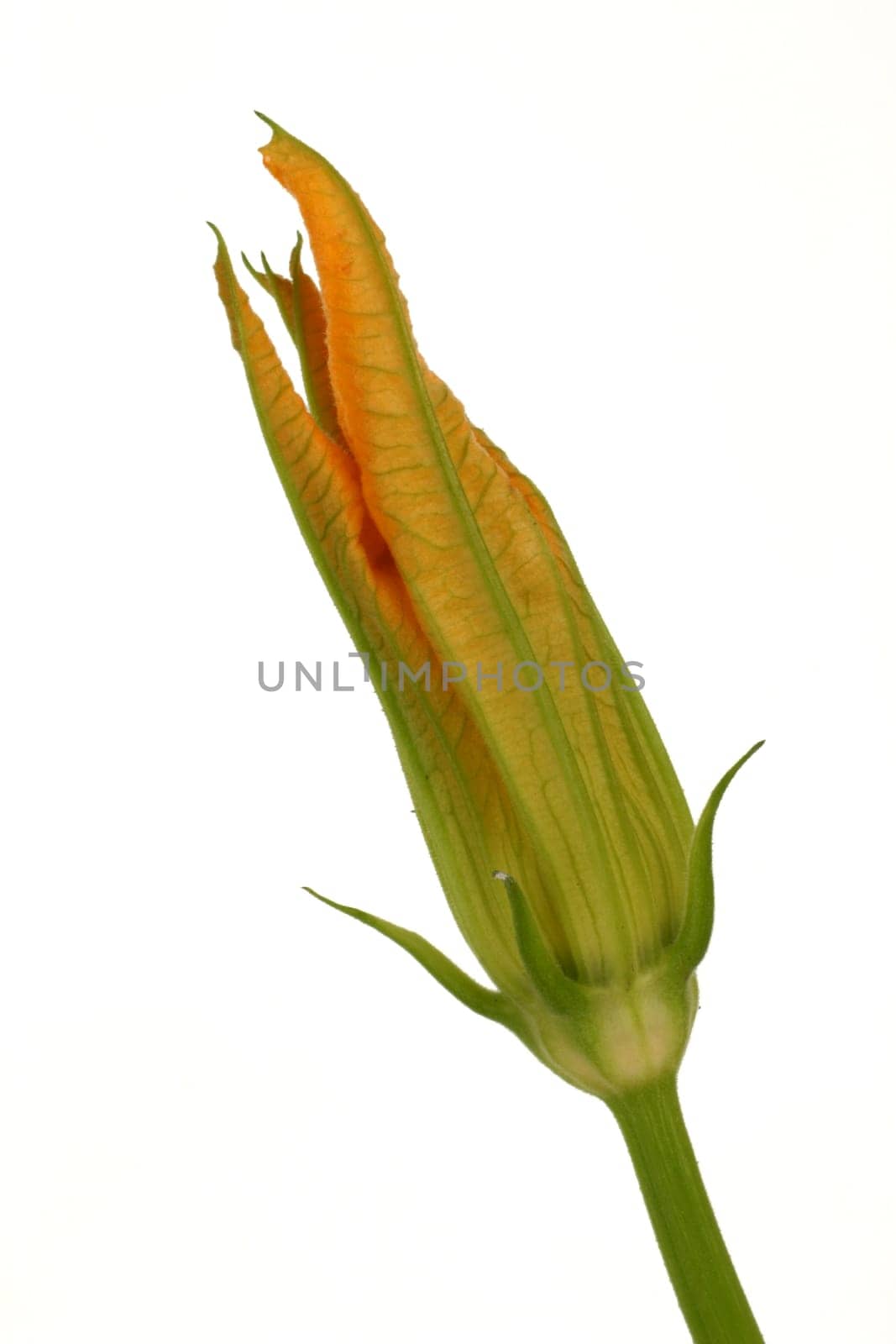 Zuchini Zuccini